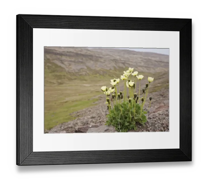 Framed Print : Arctic Poppy (Papaver radicatum) flowering, growing in tundra habitat, Iceland, June Framed Print : Arctic Poppy (Papaver radicatum) flowering, growing in tundra habitat, Iceland, June