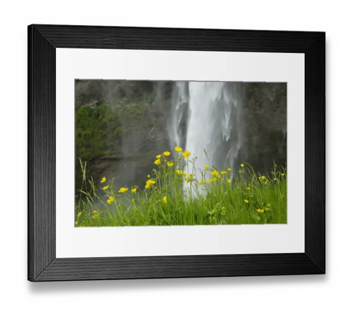 Framed Print : Meadow Buttercup (Ranunculus acris) flowering, growing beside waterfall, Seljalandsfoss Waterfall, Iceland, June Framed Print : Meadow Buttercup (Ranunculus acris) flowering, growing beside waterfall, Seljalandsfoss Waterfall, Iceland, June