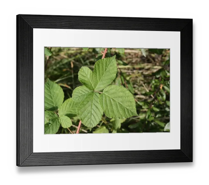 Framed Print : Bramble (Rubus fruticosus) close-up of leaves, growing in woodland, Vicarage Plantation, Mendlesham, Suffolk, England
