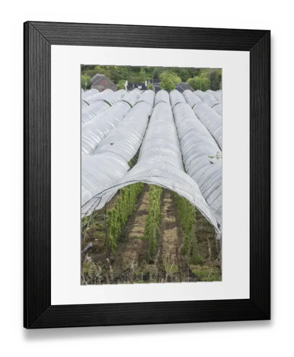 Framed Print : Raspberry (Rubus idaeus) crop, growing in plastic tunnels, Blairgowrie, Perthshire, Scotland, May