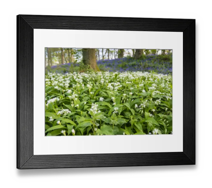 Framed Print : Ramsons (Allium ursinum) flowering mass, growing in Bluebell (Endymion non-scriptus) ancient woodland habitat, Norfolk Framed Print : Ramsons (Allium ursinum) flowering mass, growing in Bluebell (Endymion non-scriptus) ancient woodland habitat, Norfolk