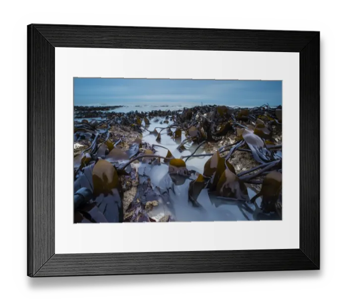 Framed Print : Oarweed (Laminaria digitata) fronds and incoming tide at dawn, Kingsgate Bay, Broadstairs, Kent, England, January