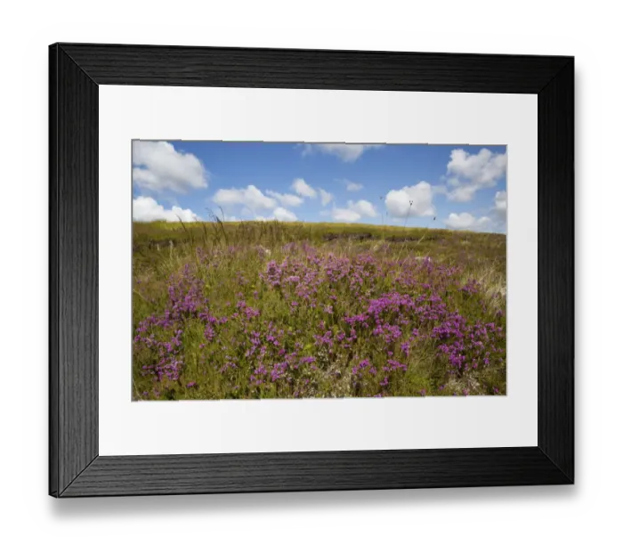Framed Print : Bell Heather (Erica cinerea) flowering, growing on moorland habitat, Lochindorb, Strathspey, Morayshire, Highlands Framed Print : Bell Heather (Erica cinerea) flowering, growing on moorland habitat, Lochindorb, Strathspey, Morayshire, Highlands
