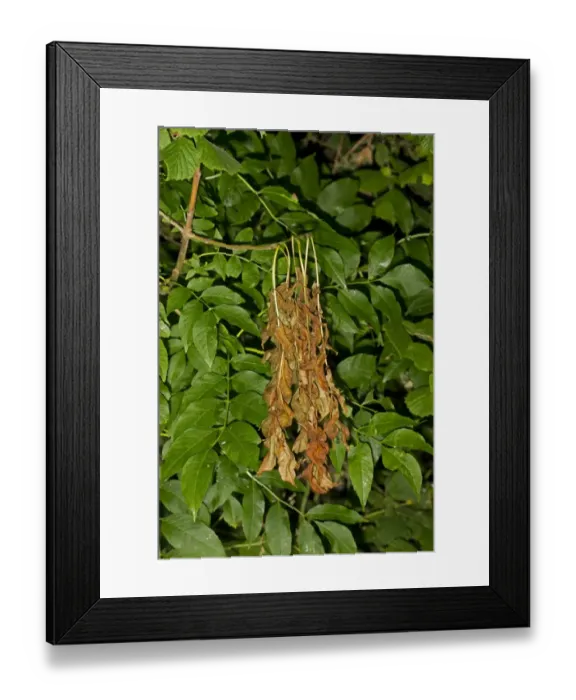 Framed Print : Common Ash (Fraxinus excelsior) dieback of leaves, caused by Ash Dieback (Chalara fraxinea) fungal disease, Norfolk Framed Print : Common Ash (Fraxinus excelsior) dieback of leaves, caused by Ash Dieback (Chalara fraxinea) fungal disease, Norfolk