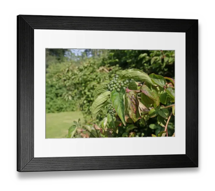 Framed Print : Common Dogwood (Cornus sanguinea) close-up of leaves and unripe berries, growing in woodland, Vicarage Plantation Framed Print : Common Dogwood (Cornus sanguinea) close-up of leaves and unripe berries, growing in woodland, Vicarage Plantation