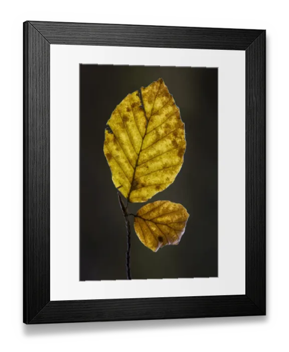 Framed Print : Common Beech (Fagus sylvatica) close-up of leaf in autumn colour, Kent, England, November Framed Print : Common Beech (Fagus sylvatica) close-up of leaf in autumn colour, Kent, England, November
