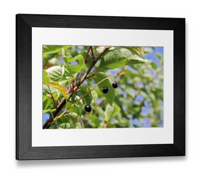 Framed Print : Bird Cherry (Prunus padus) close-up of ripe fruit, growing in woodland, Vicarage Plantation, Mendlesham, Suffolk Framed Print : Bird Cherry (Prunus padus) close-up of ripe fruit, growing in woodland, Vicarage Plantation, Mendlesham, Suffolk