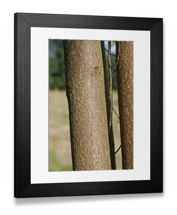 Framed Print : Bird Cherry (Prunus padus) close-up of trunk, growing in woodland, Vicarage Plantation, Mendlesham, Suffolk, England Framed Print : Bird Cherry (Prunus padus) close-up of trunk, growing in woodland, Vicarage Plantation, Mendlesham, Suffolk, England