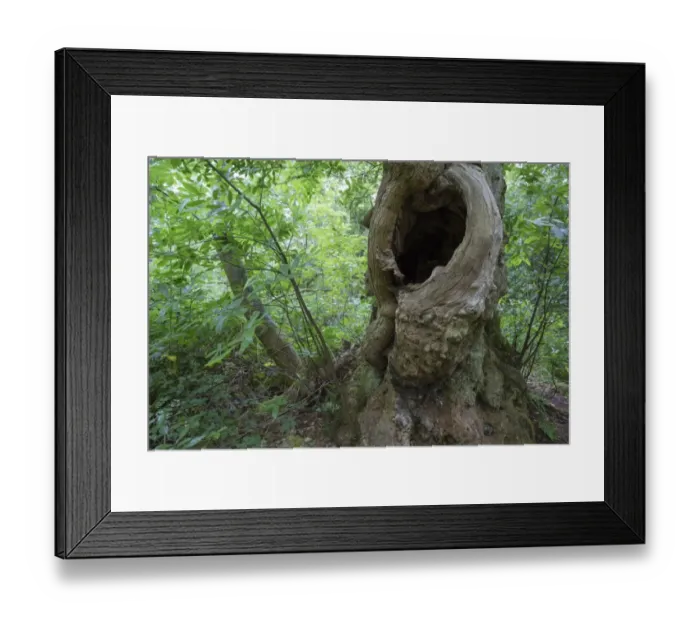 Framed Print : Sweet Chestnut (Castanea sativa) ancient tree, close-up of trunk with cavity, Inchmahome Priory, Inchmahome Framed Print : Sweet Chestnut (Castanea sativa) ancient tree, close-up of trunk with cavity, Inchmahome Priory, Inchmahome