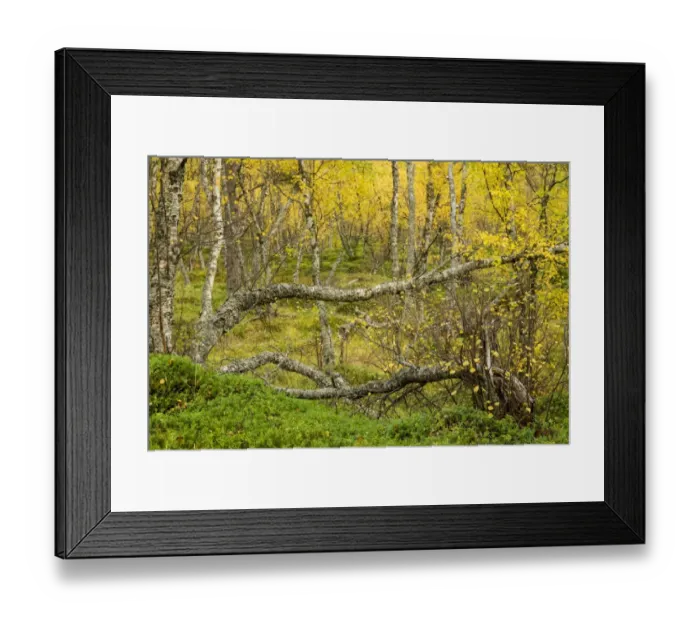 Framed Print : Silver Birch (Betula pendula) old growth forest habitat, with leaves in autumn colour, Skibotn, Lapland, North Norway Framed Print : Silver Birch (Betula pendula) old growth forest habitat, with leaves in autumn colour, Skibotn, Lapland, North Norway
