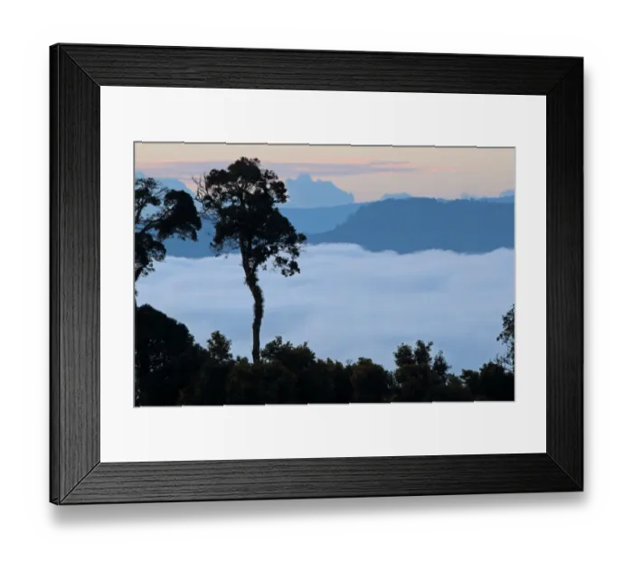 Framed Print : View over montane rainforest habitat with low cloud in valley at dawn, Kerinci Seblat N. P Framed Print : View over montane rainforest habitat with low cloud in valley at dawn, Kerinci Seblat N. P