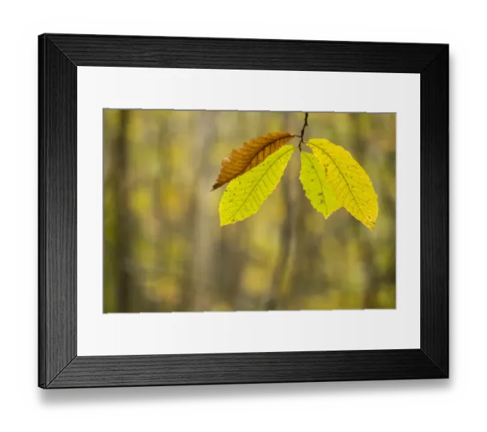Framed Print : Sweet Chestnut (Castanea sativa) close-up of leaves, changing to autumn colour, growing in coppice woodland, Kent Framed Print : Sweet Chestnut (Castanea sativa) close-up of leaves, changing to autumn colour, growing in coppice woodland, Kent