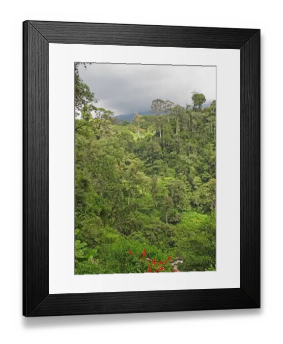 Framed Print : View of montane rainforest habitat, Kerinci Seblat N. P. Sumatra, Greater Sunda Islands, Indonesia, June