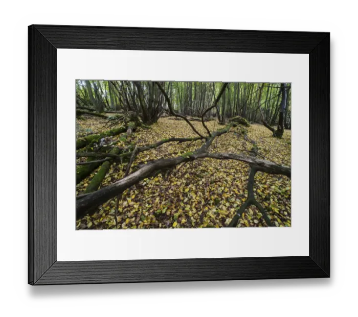 Framed Print : Fallen tree branches and leaf litter on floor of coppice woodland habitat, Kent, England, October Framed Print : Fallen tree branches and leaf litter on floor of coppice woodland habitat, Kent, England, October