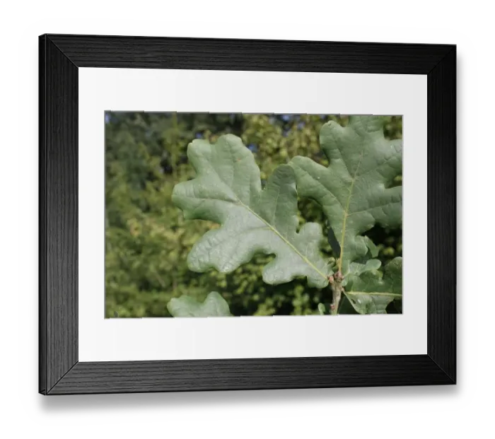 Framed Print : Common Oak (Quercus robur) close-up of leaves, growing in woodland, Vicarage Plantation, Mendlesham, Suffolk, England Framed Print : Common Oak (Quercus robur) close-up of leaves, growing in woodland, Vicarage Plantation, Mendlesham, Suffolk, England