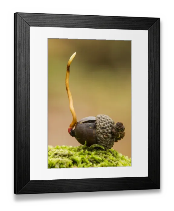 Framed Print : Common Oak (Quercus robur) acorn, germinating, Kent, England, October