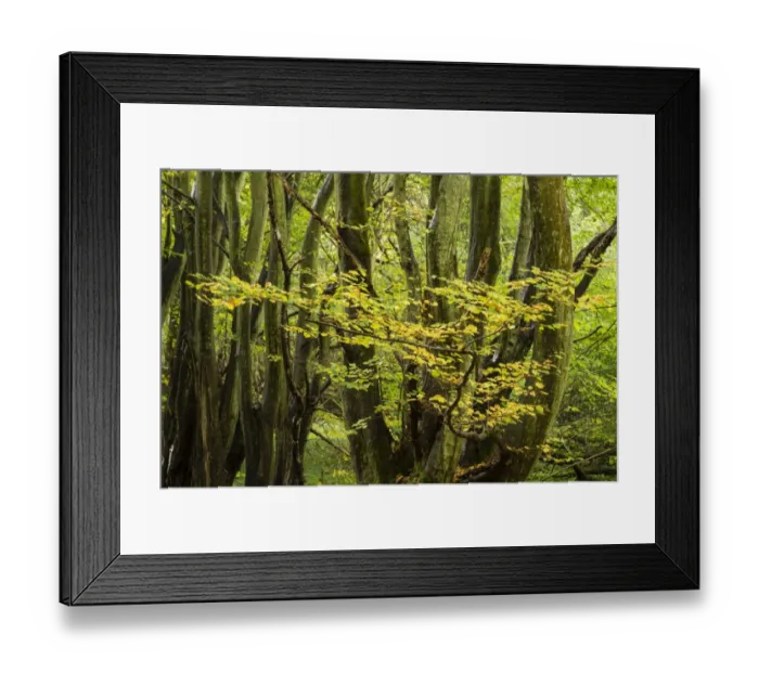 Framed Print : European Hornbeam (Carpinus betulus) leaves in autumn colour, growing in coppice woodland, Kent, England, October Framed Print : European Hornbeam (Carpinus betulus) leaves in autumn colour, growing in coppice woodland, Kent, England, October