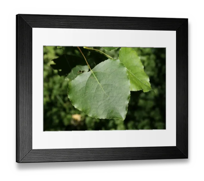 Framed Print : Hybrid Black Poplar (Populus x canadensis) close-up of leaf, growing in woodland, Vicarage Plantation, Mendlesham Framed Print : Hybrid Black Poplar (Populus x canadensis) close-up of leaf, growing in woodland, Vicarage Plantation, Mendlesham