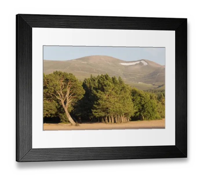 Framed Print : Scots Pine (Pinus sylvestris) forest habitat, growing at edge of freshwater loch, Loch Morlich Framed Print : Scots Pine (Pinus sylvestris) forest habitat, growing at edge of freshwater loch, Loch Morlich