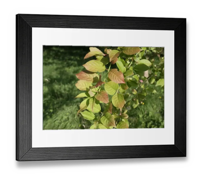 Framed Print : European Spindle (Euonymus europaeus) close-up of leaves, growing in woodland, Vicarage Plantation, Mendlesham Framed Print : European Spindle (Euonymus europaeus) close-up of leaves, growing in woodland, Vicarage Plantation, Mendlesham
