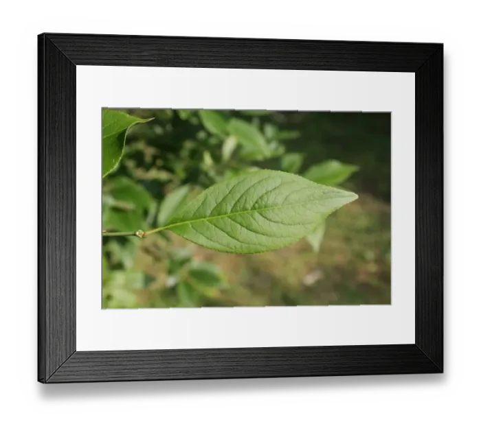Framed Print : European Spindle (Euonymus europaeus) close-up of leaf, growing in woodland, Vicarage Plantation, Mendlesham, Suffolk Framed Print : European Spindle (Euonymus europaeus) close-up of leaf, growing in woodland, Vicarage Plantation, Mendlesham, Suffolk