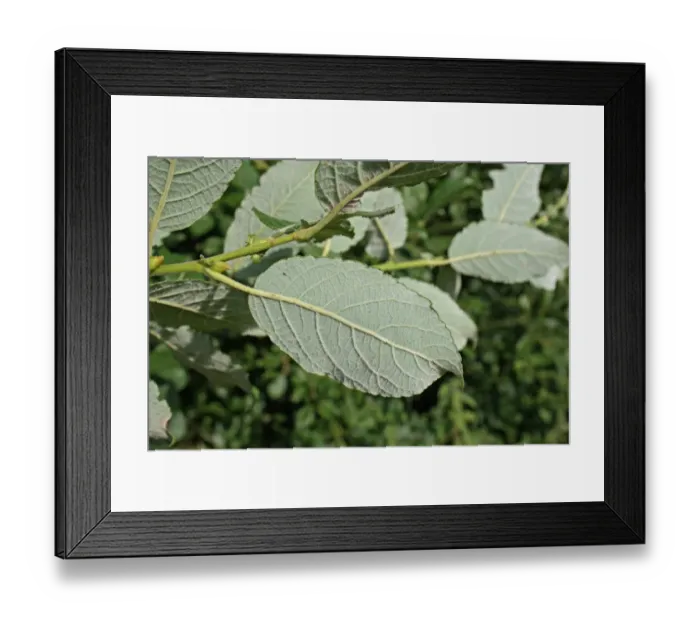 Framed Print : Goat Willow (Salix caprea) close-up of leaves underside, growing in woodland, Vicarage Plantation, Mendlesham, Suffolk Framed Print : Goat Willow (Salix caprea) close-up of leaves underside, growing in woodland, Vicarage Plantation, Mendlesham, Suffolk