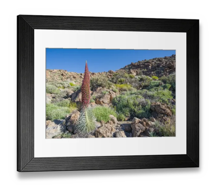 Framed Print : Tower of Jewels (Echium wildpretii) flowering, growing with other endemic flora in habitat, Parque Nacional del Teide Framed Print : Tower of Jewels (Echium wildpretii) flowering, growing with other endemic flora in habitat, Parque Nacional del Teide