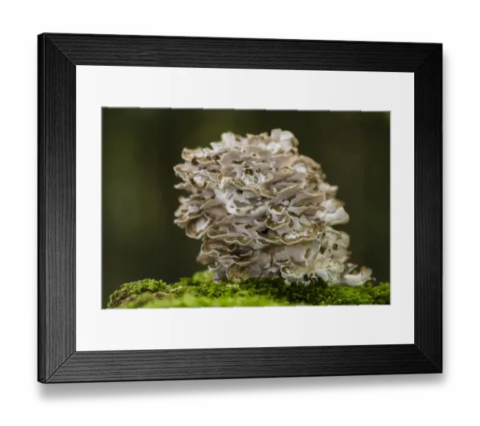 Framed Print : Hen-of-the-woods (Grifola frondosa) fruiting bodies, clump growing on tree stump, Kent, England, October Framed Print : Hen-of-the-woods (Grifola frondosa) fruiting bodies, clump growing on tree stump, Kent, England, October