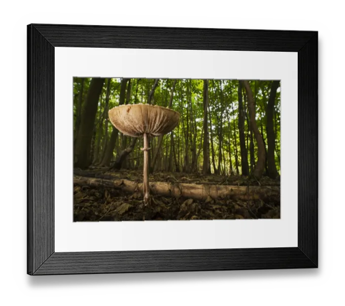 Framed Print : Slender Parasol (Macrolepiota mastoidea) fruiting body, growing amongst leaf litter on floor of coppice woodland Framed Print : Slender Parasol (Macrolepiota mastoidea) fruiting body, growing amongst leaf litter on floor of coppice woodland