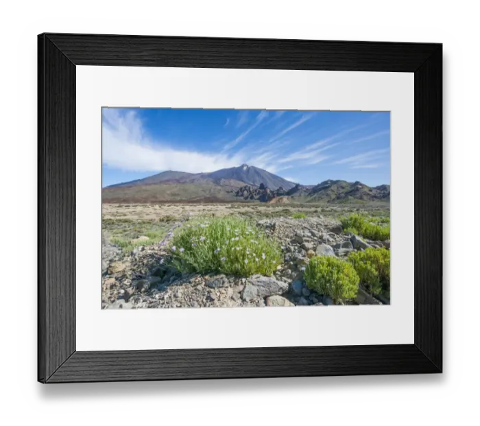 Framed Print : Shrubby Scabious (Pterocephalus lasiospermus) flowering, growing on lava in habitat