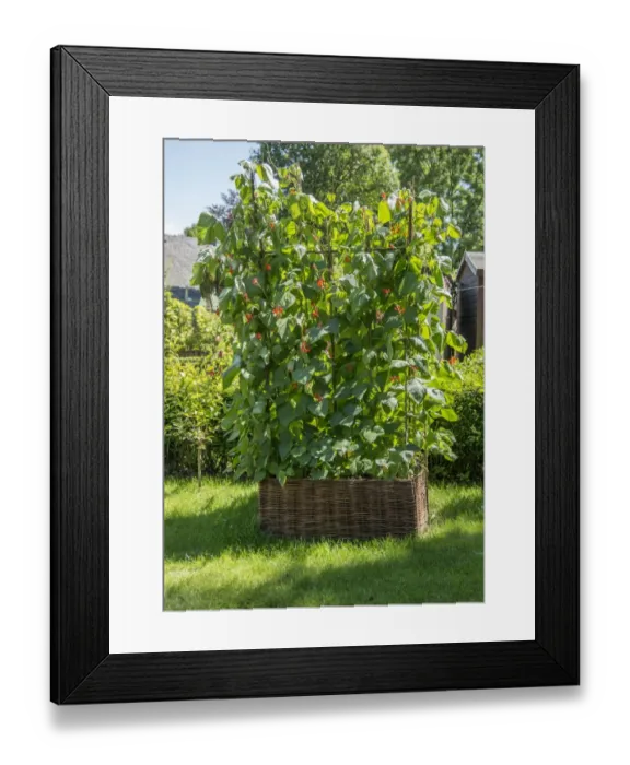 Framed Print : Runner Bean (Phaseolus coccineus) crop, growing in wicker container in garden, Chipping, Lancashire, England, July Framed Print : Runner Bean (Phaseolus coccineus) crop, growing in wicker container in garden, Chipping, Lancashire, England, July