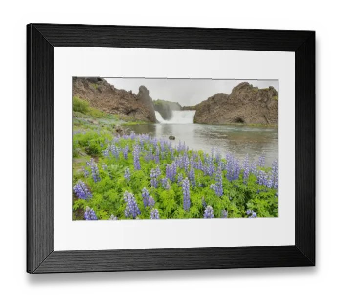 Framed Print : View of waterfall with lupins flowering on riverbank, Hjalparfoss Waterfall, Iceland, June