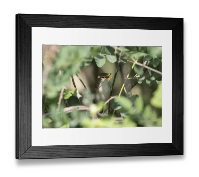 Framed Print : Olivaceous Warbler singing - Bulgaria Framed Print : Olivaceous Warbler singing - Bulgaria