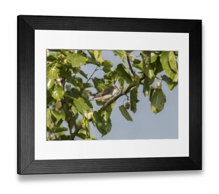 Framed Print : Olivaceous Warbler on Mulberry tree - Bulgaria Framed Print : Olivaceous Warbler on Mulberry tree - Bulgaria