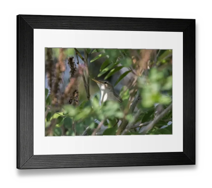 Framed Print : Olivaceous Warbler calling - Bulgaria Framed Print : Olivaceous Warbler calling - Bulgaria