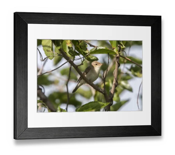 Framed Print : Olivaceous Warbler - Bulgaria Framed Print : Olivaceous Warbler - Bulgaria