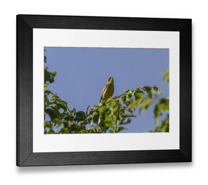 Framed Print : Black headed Bunting singing - Bulgaria Framed Print : Black headed Bunting singing - Bulgaria