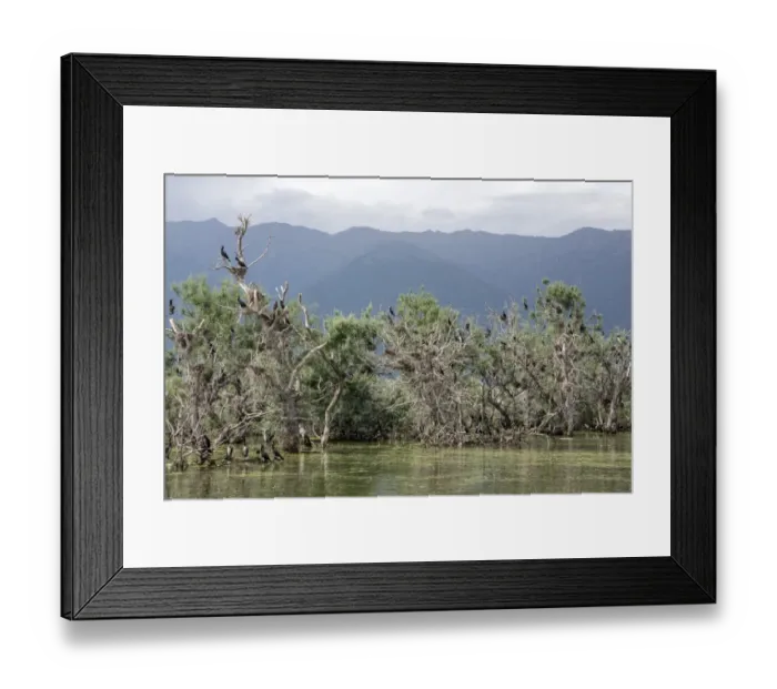 Framed Print : Nesting colony of Great Cormorants on Lake kerkini Northern Greece Framed Print : Nesting colony of Great Cormorants on Lake kerkini Northern Greece