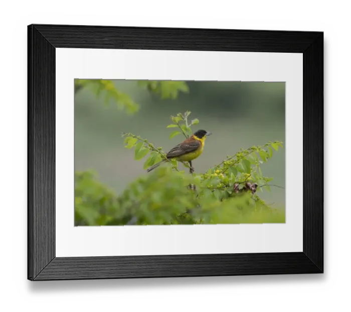 Framed Print : Black headed Bunting male - Bulgaria Framed Print : Black headed Bunting male - Bulgaria