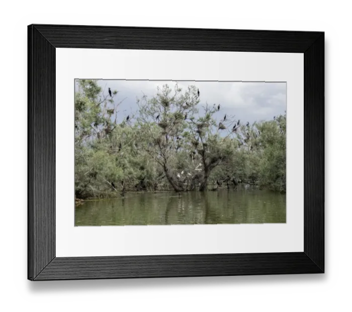 Framed Print : Nesting colony of Great Cormorants and Spoonbills on Lake kerkini Northern Greece Framed Print : Nesting colony of Great Cormorants and Spoonbills on Lake kerkini Northern Greece