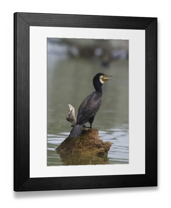 Framed Print : Adult Great Cormorant in breeding plumage Framed Print : Adult Great Cormorant in breeding plumage