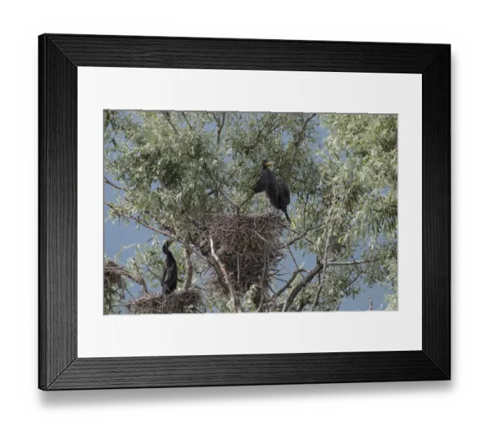 Framed Print : Young Great Cormorants on nest at Lake kerkini Northern Greece