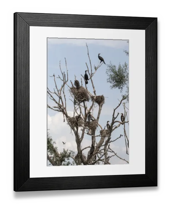Framed Print : Great Cormorants nests, Some adult and juvenile birds Framed Print : Great Cormorants nests, Some adult and juvenile birds