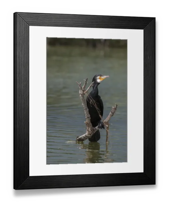 Framed Print : Adult Great Cormorant in breeding plumage