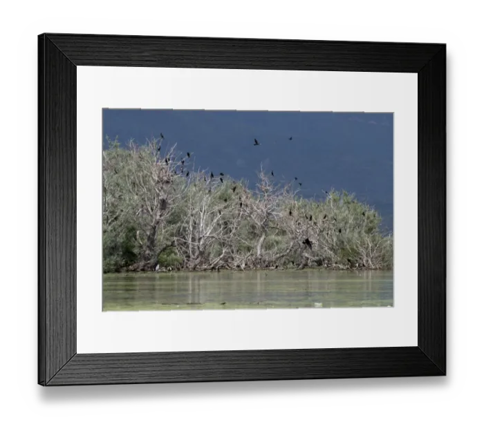 Framed Print : Nesting colony of Great Cormorants on Lake kerkini Northern Greece Framed Print : Nesting colony of Great Cormorants on Lake kerkini Northern Greece