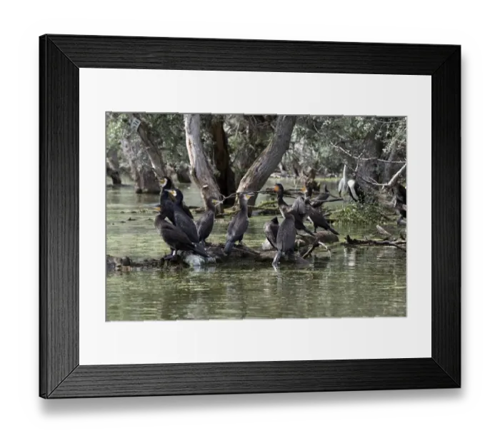 Framed Print : Great Cormorants Some adult breeding plumage, non breeding and Juvenile pluamge