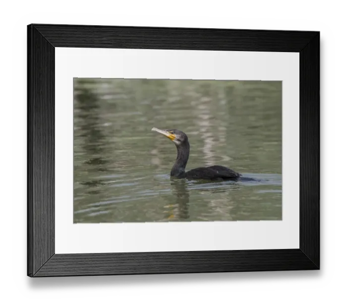 Framed Print : Non breeding adult Great Cormorant