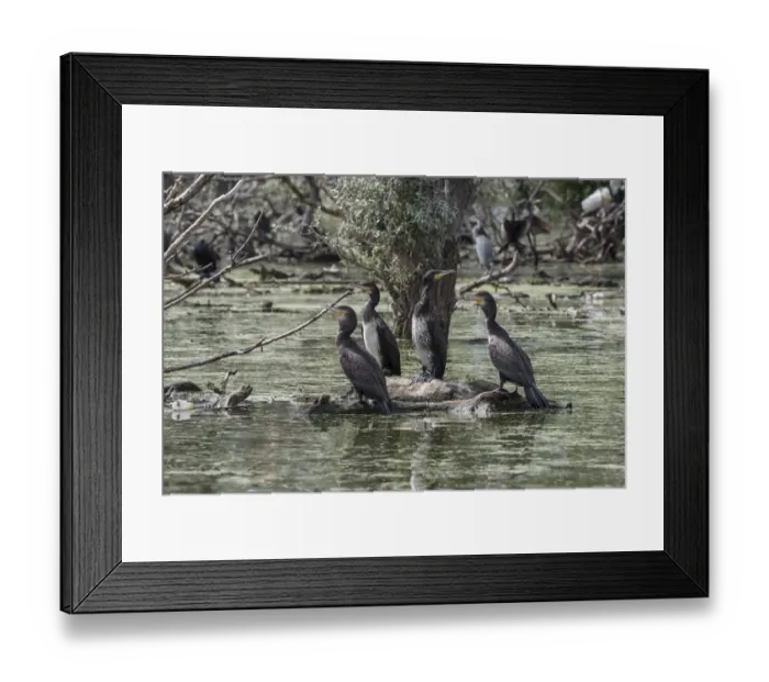 Framed Print : Juvenile Great Cormorants at Lake Kerkini Framed Print : Juvenile Great Cormorants at Lake Kerkini