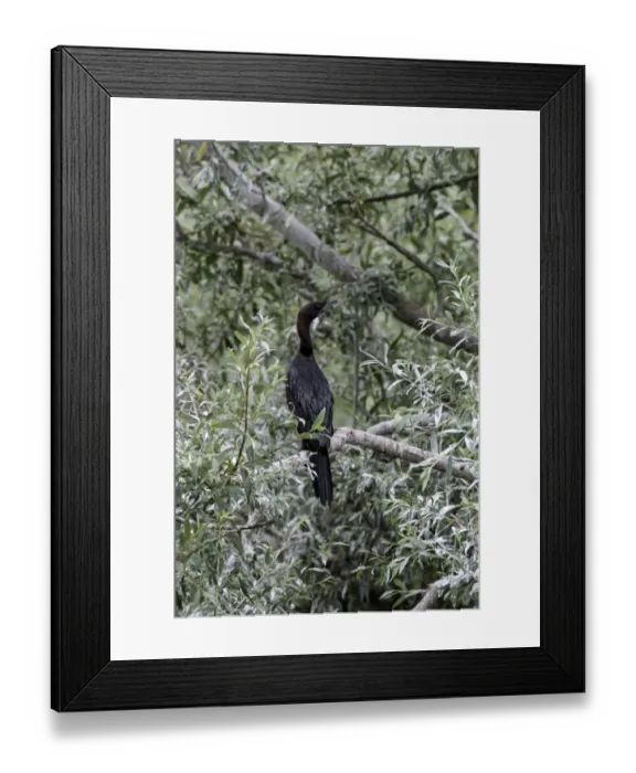 Framed Print : Pygmy Cormorant in breeding plumage Framed Print : Pygmy Cormorant in breeding plumage