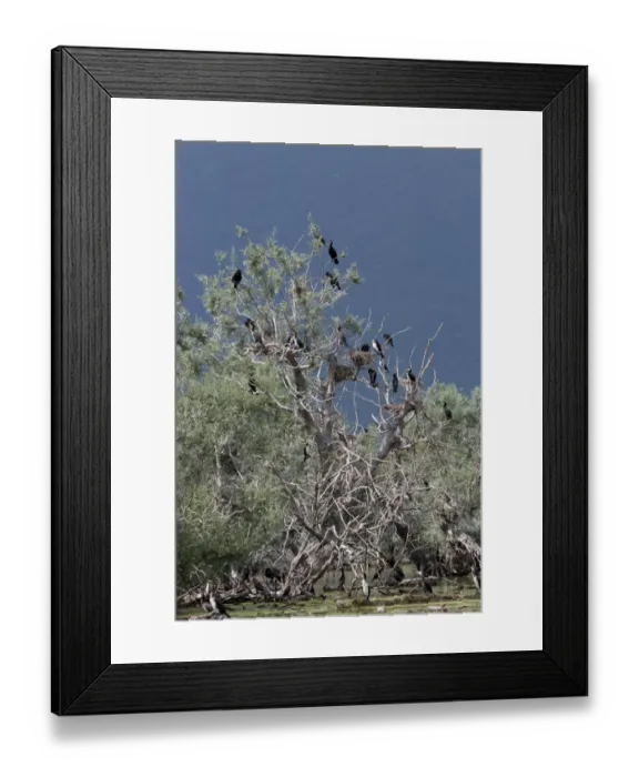 Framed Print : Nesting colony of Great Cormorants on Lake kerkini Northern Greece Framed Print : Nesting colony of Great Cormorants on Lake kerkini Northern Greece